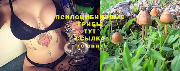 прущие грибы Волоколамск